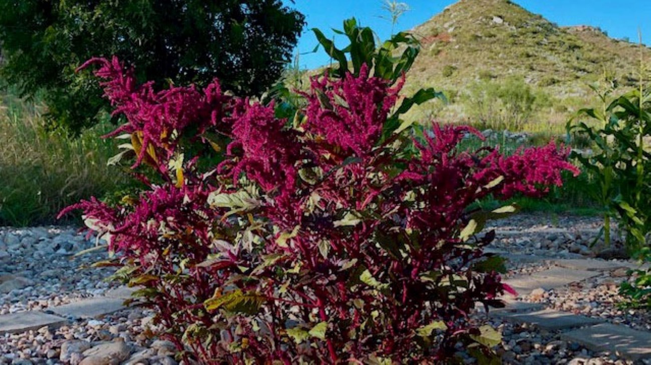 Amaranth wildflower growing in the garden