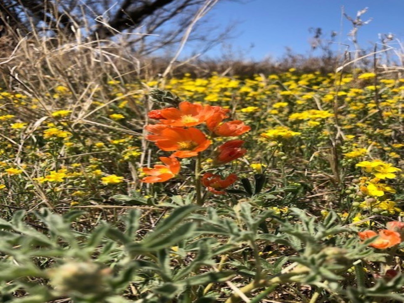 Orange Globemallows growing in a field.