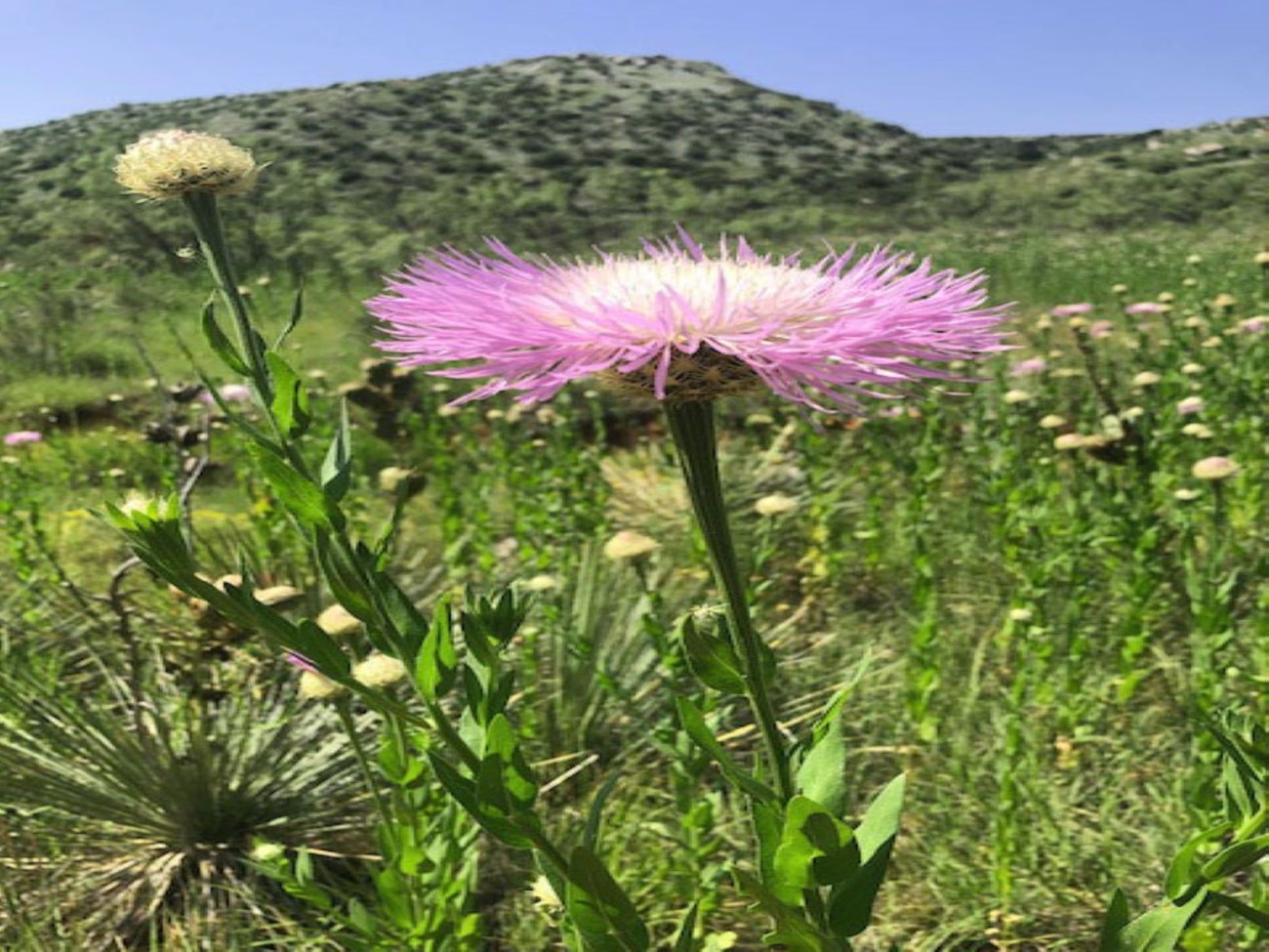 A pink basket flower growing in the garden.