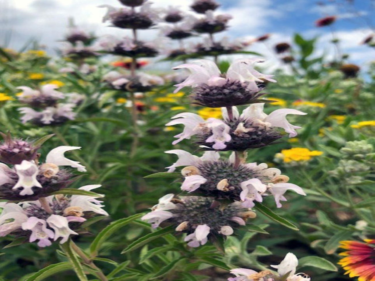 Beebalm wildflowers in Alibates Gardens.  The flowers are light pink.