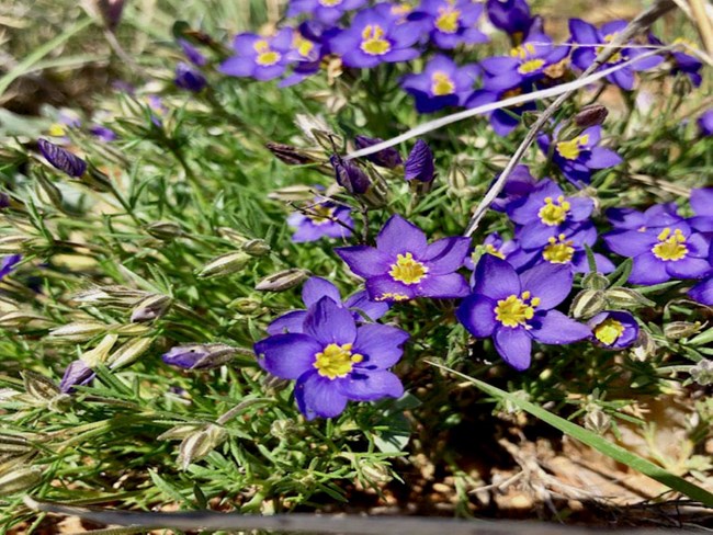 A group of Blue Gilia flowers in a red bed of dirt.