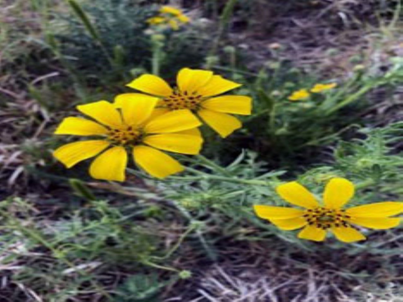 Engelmann Daisies