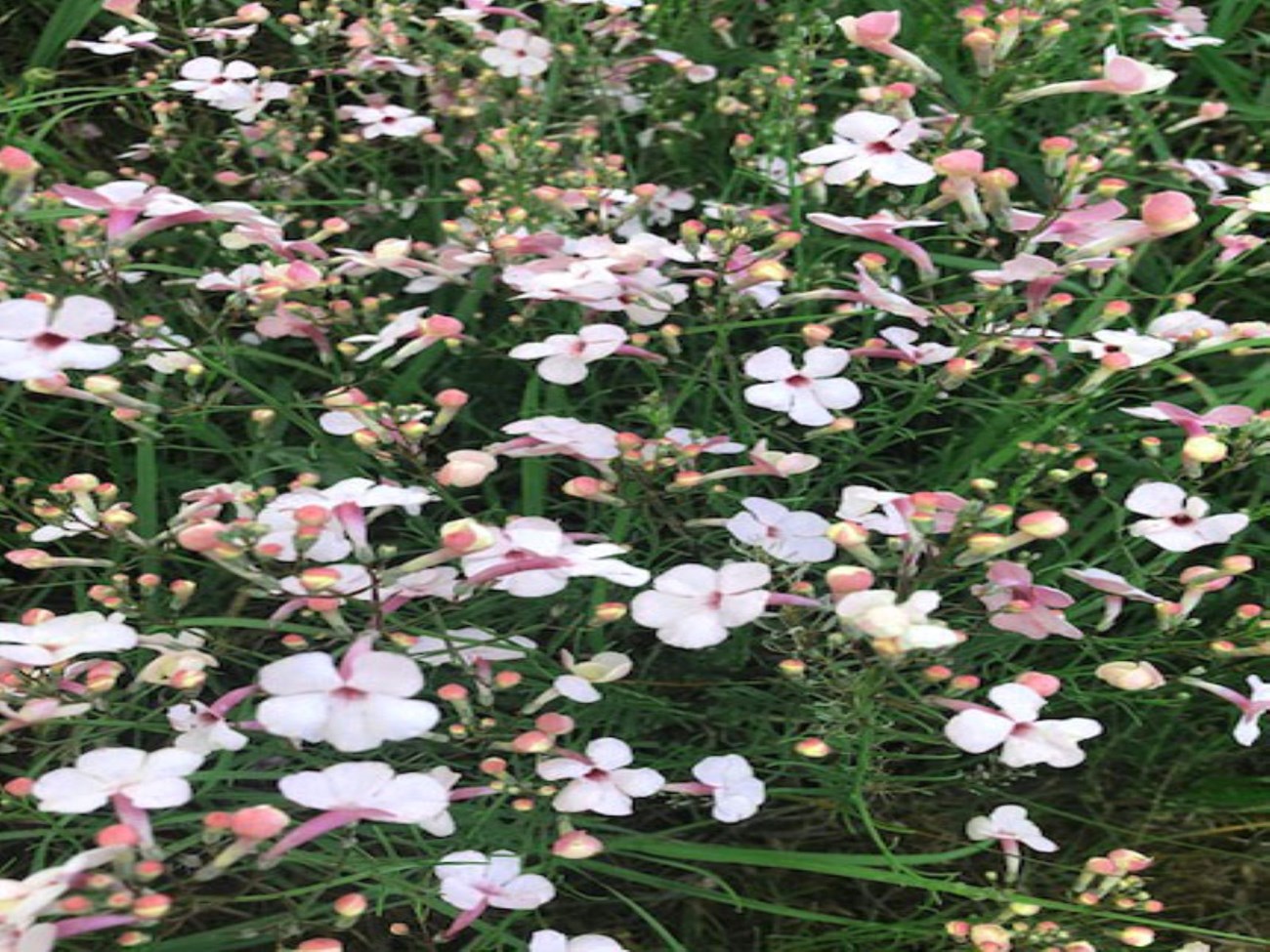 Pink Plains Penstemon growing in the field.