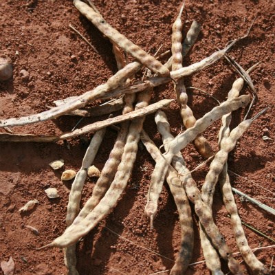 Honey Mesquite seed pods