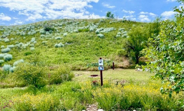 Monarch Butterfly Garden