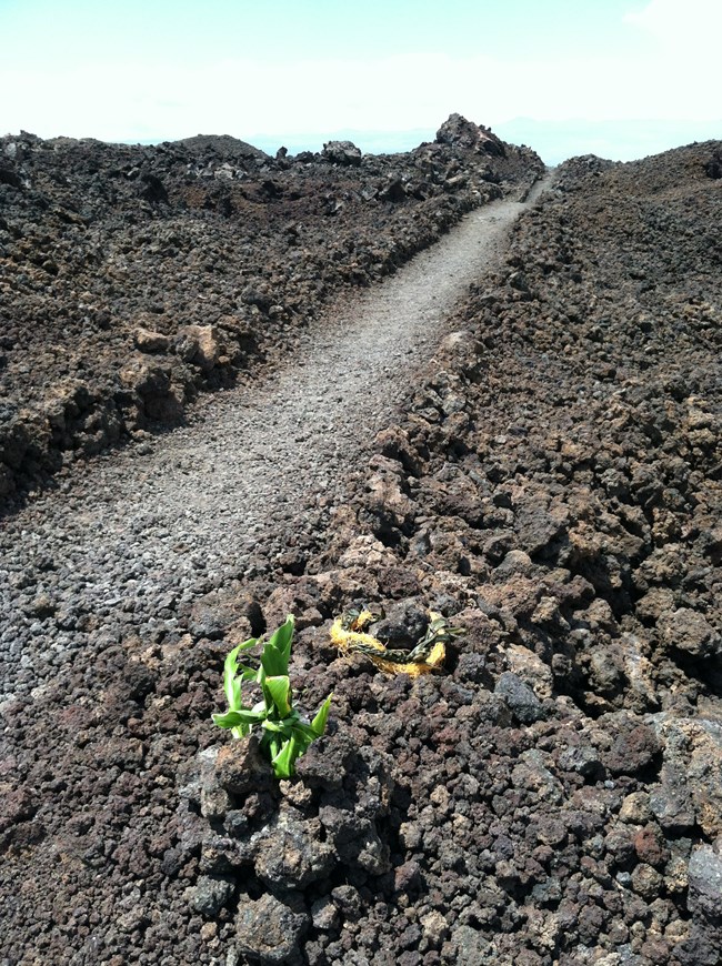 Curb-lined Trail through A'a lava flow