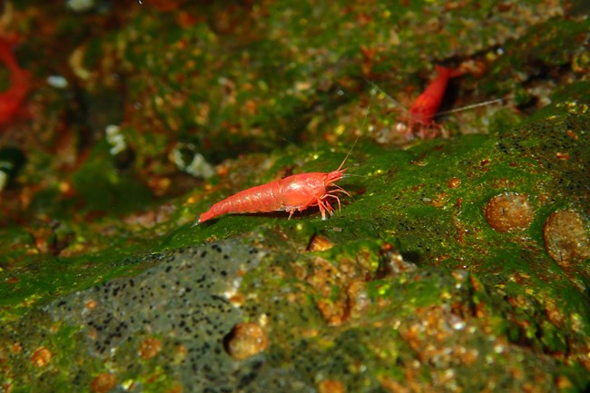 Underwater photograph of opae ula shrimp