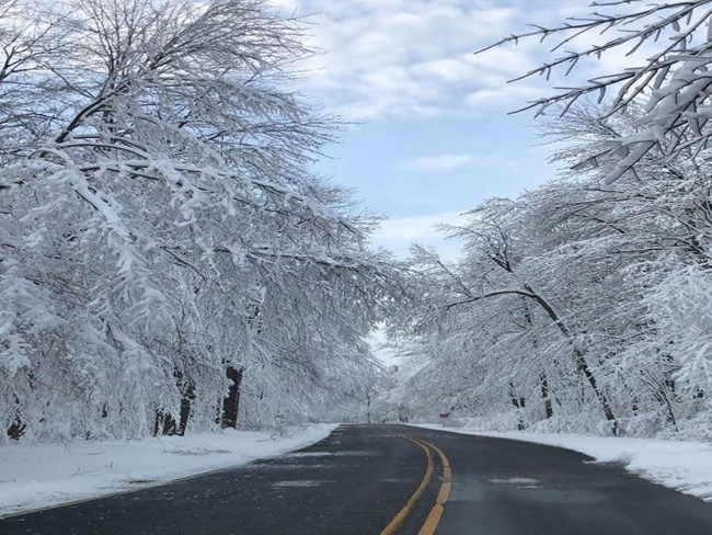 The park entrance road with snow covered trees.