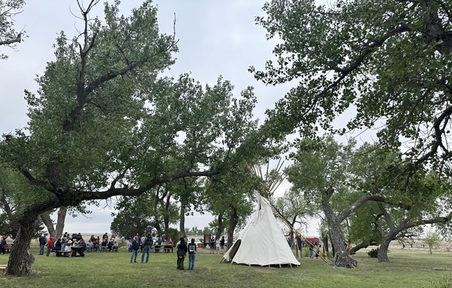 People gathered around a teepee set up in a grove of cottonwood trees