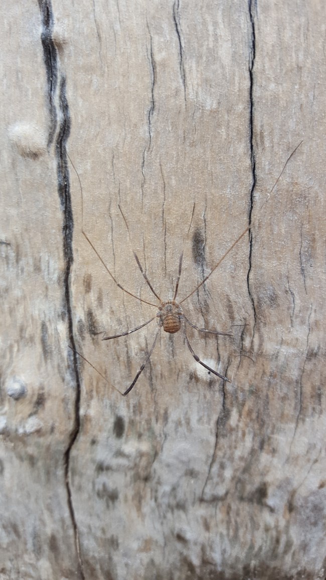 Harvestmen