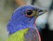 Close-up of the right-side of a bird's blue head. It also has a green cape and grey-blue shoulder partially visible. The beak is bluish-black and comes to a blunt point. There is red around the eye and on the throat and chest.
