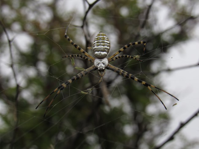 Argiope trifasciata