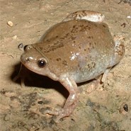 Great Plains Narrow-mouthed Toad