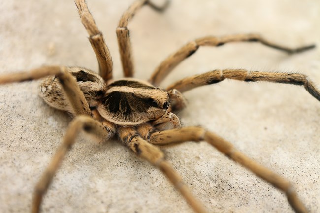 Wolf spider