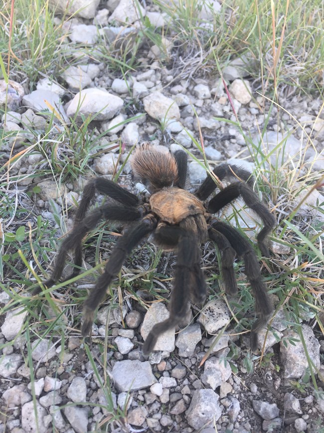 Tarantula