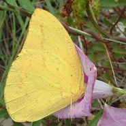 Large Orange Sulphur