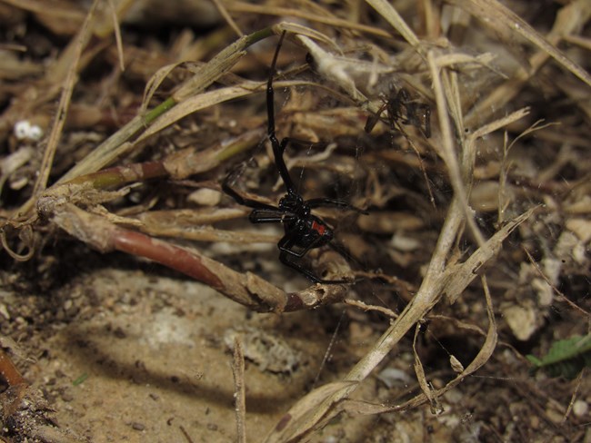 Latrodectus mactans