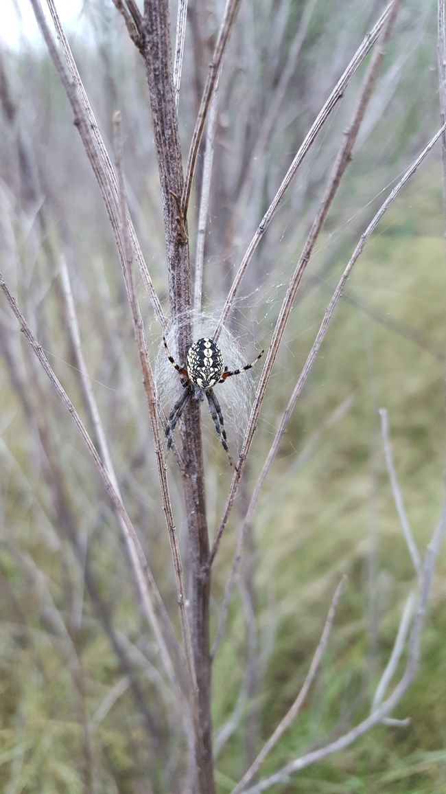 Neoscona oaxacensis