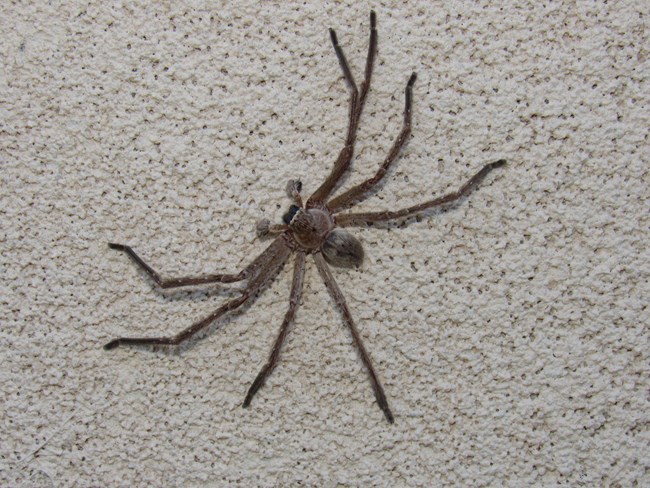 Olios giganteus