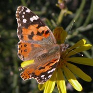 Painted Lady