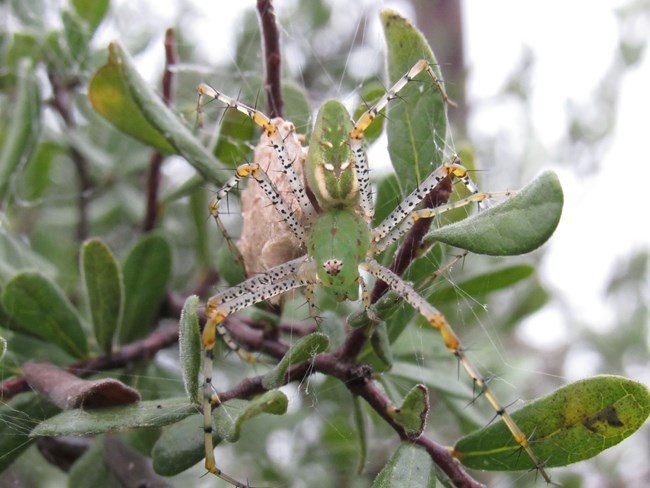 Peucetia viridans