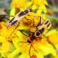 Long bodied, yellow, winged insect with dark spots covering head and behind the head (the protonum or thorax); an inverted, dark isosceles triangle at the top of the wings; and a long, black oval near each wing's tip