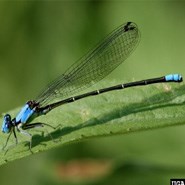 Blue Fronted Dancer Damselfly