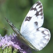 Checkered White