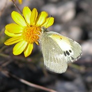 Dainty Sulphur