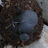 Dung Beetle