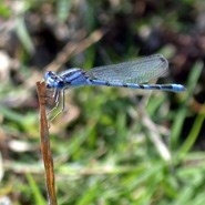 Familiar Bluet