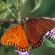 Gulf Fritillary