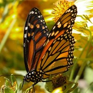 Monarch Butterfly