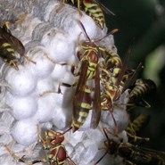 Paper Wasp