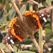 Red Admiral