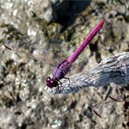 Roseate Skimmer