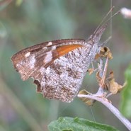 American Snout-nosed Butterfly