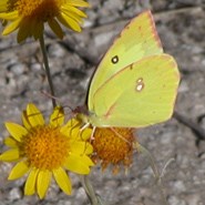 Southern Dogface butterfly