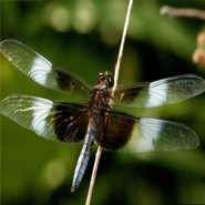 Widow Skimmer Dragonfly