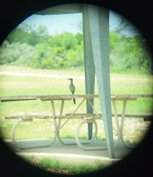 Roadrunner on Picnic Table at Campground