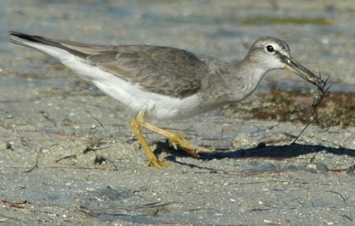 Grey Tailed Tattler