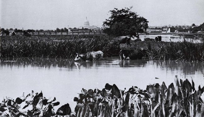 Old black and white photo of cows on the bank of Anacostia mud flats