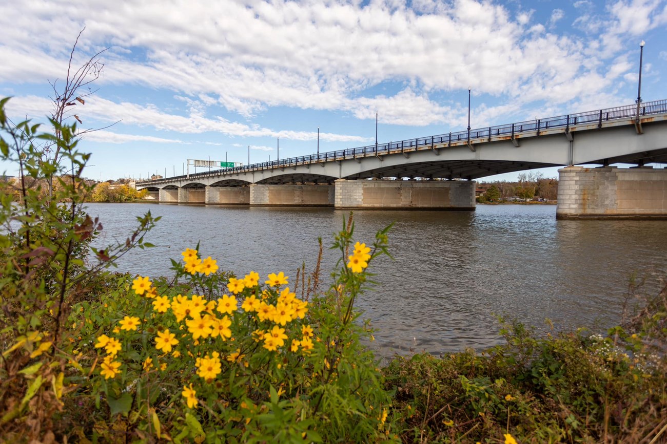 flowers in front of a bridge that goes over the Potomac River