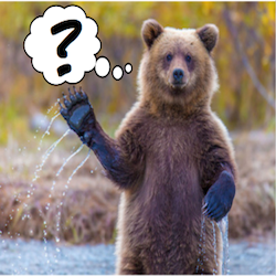FAQs icon with bear standing in a river.
