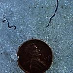 Ice worms shown on snow with a US penny as scale.