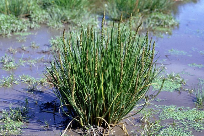 Green grass blades and stalks of the Arrowgrass plant in its sandy environment.