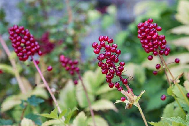 Red fruit of baneberry plant showing leaves.