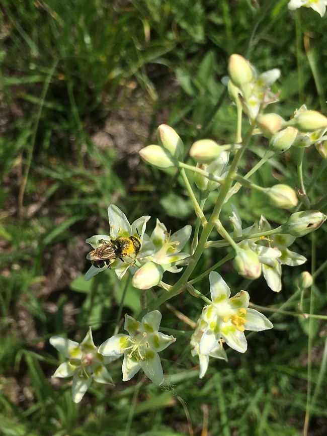 A bumble bee checks out a six-petaled white flower on a stalk of the Death Camas plant.