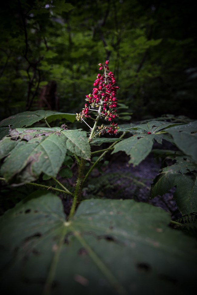 Red fruit and green leaves of Devil's Club plant.