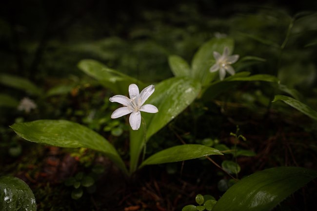 Six-petaled white flower and green leaves of Queen's Cup plant.